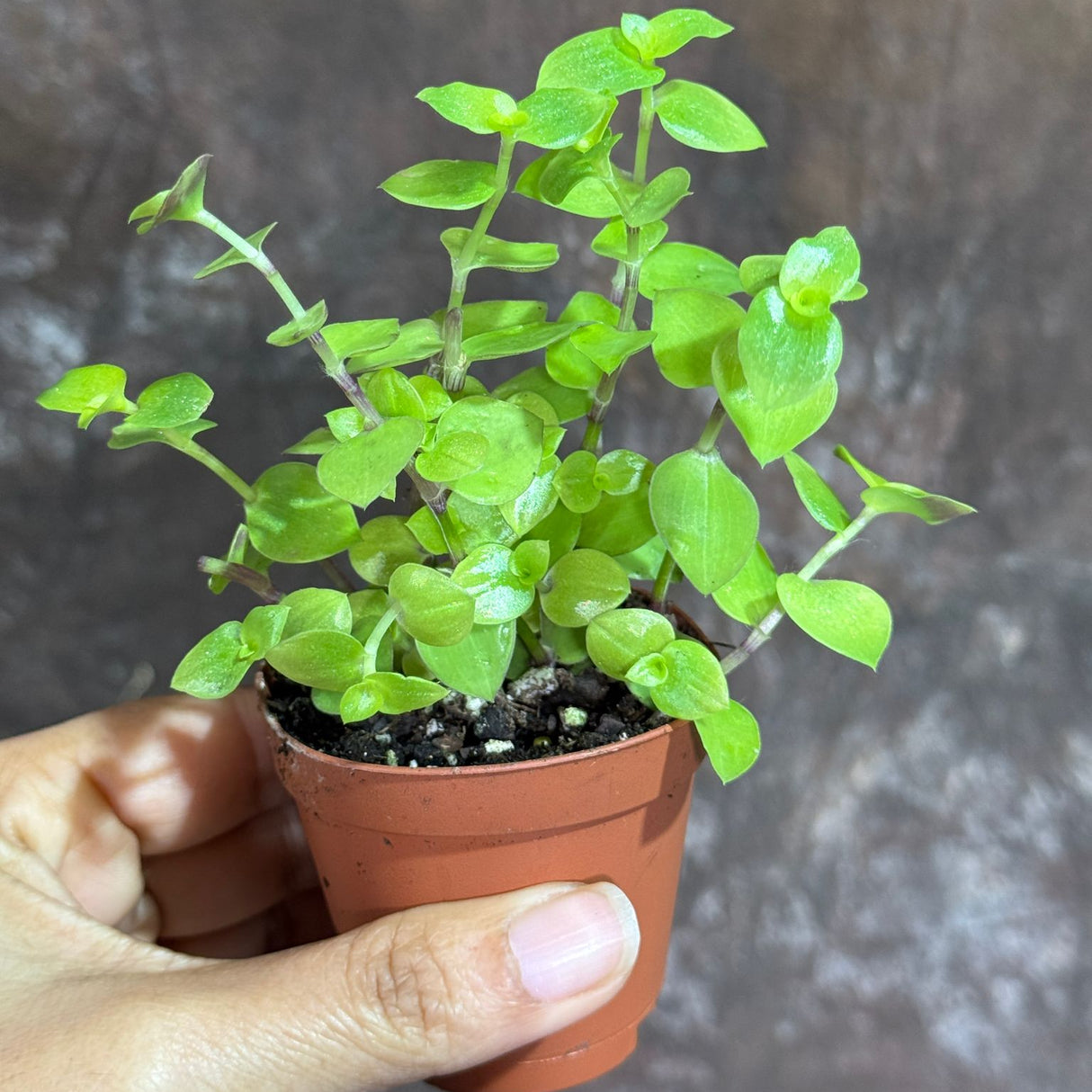 Callisia Repens Gold in a 2" Nursery Pot - Bianca Turtle Vine - Gold Form Creeping Inch Plant – Bolivian Jew Hanging Plant
