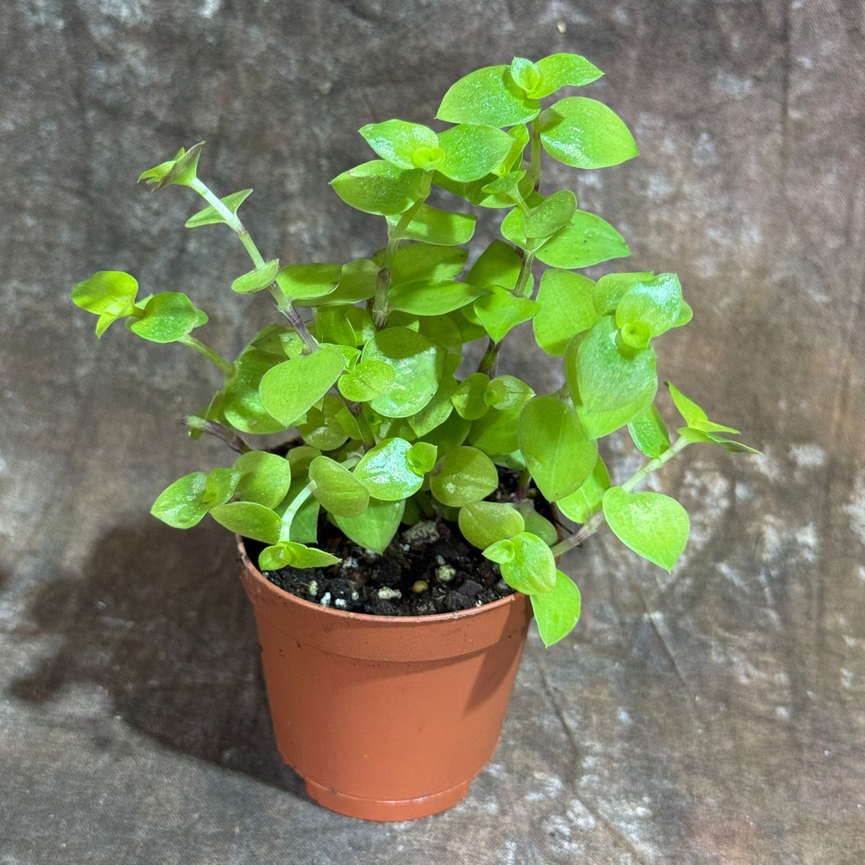Callisia Repens Gold in a 2" Nursery Pot - Bianca Turtle Vine - Gold Form Creeping Inch Plant – Bolivian Jew Hanging Plant