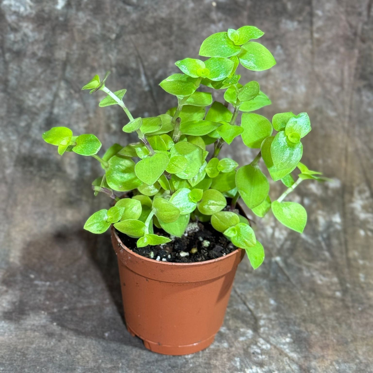 Callisia Repens Gold in a 2" Nursery Pot - Bianca Turtle Vine - Gold Form Creeping Inch Plant – Bolivian Jew Hanging Plant
