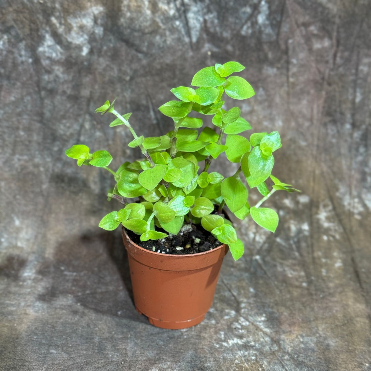 Callisia Repens Gold in a 2" Nursery Pot - Bianca Turtle Vine - Gold Form Creeping Inch Plant – Bolivian Jew Hanging Plant