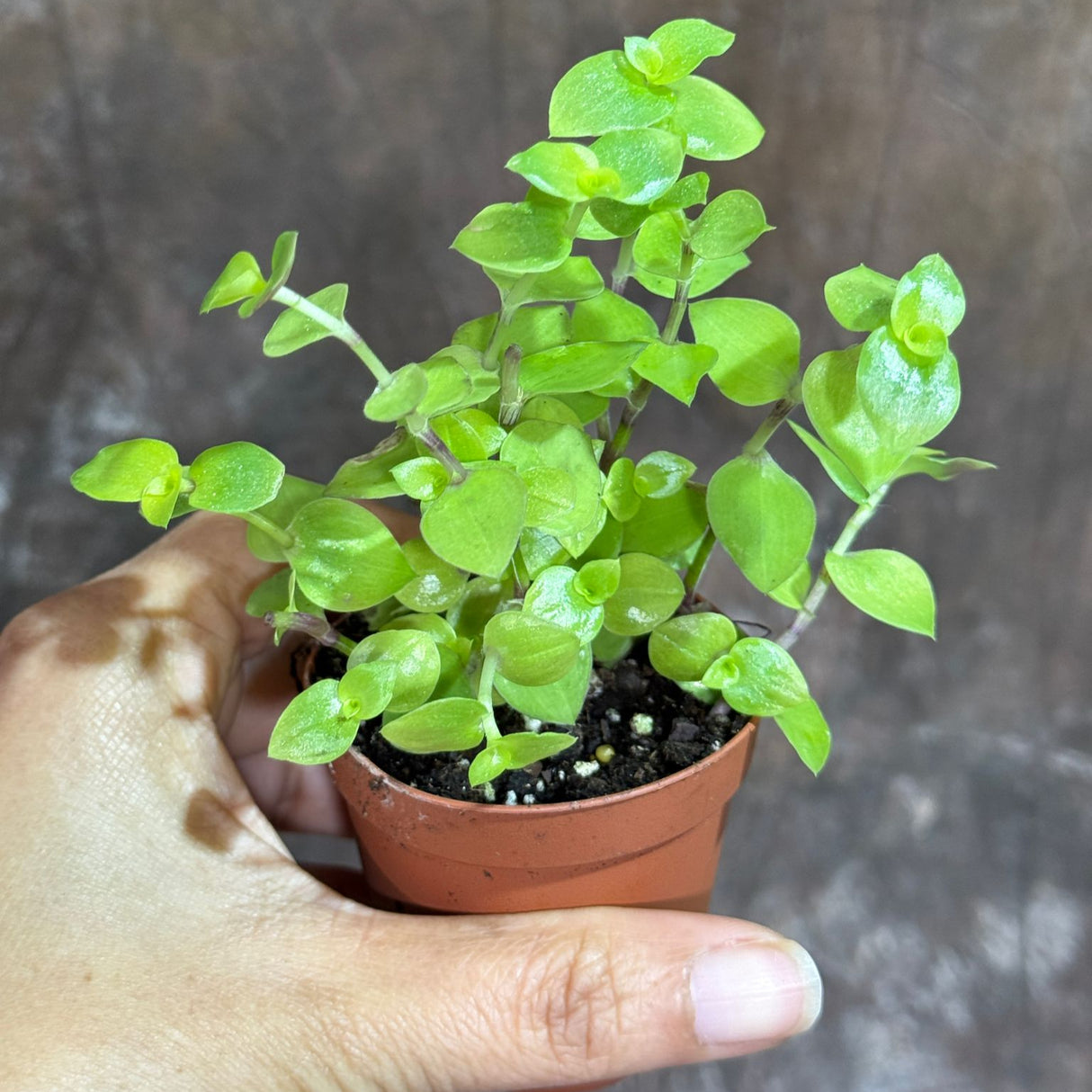 Callisia Repens Gold in a 2" Nursery Pot - Bianca Turtle Vine - Gold Form Creeping Inch Plant – Bolivian Jew Hanging Plant