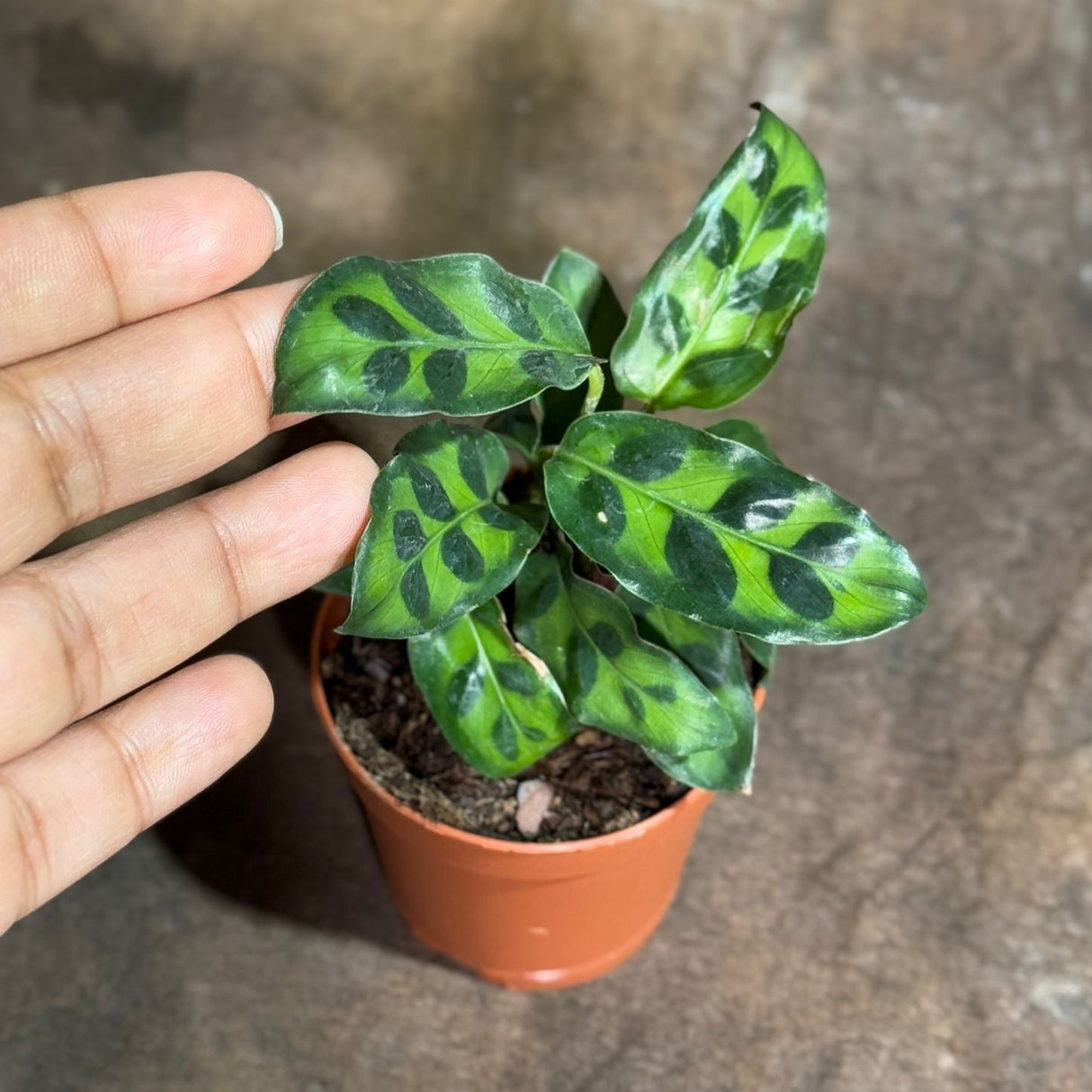 Calathea Lancifolia in a 2" Nursery Pot – Rattlesnake Plant – Live Calathea Rattlesnake Houseplant – Low Light Indoor Plant – Air Purifying Houseplant
