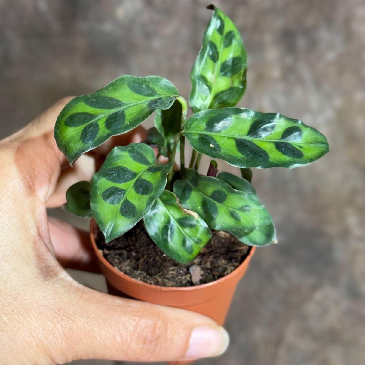 Calathea Lancifolia in a 2" Nursery Pot – Rattlesnake Plant – Live Calathea Rattlesnake Houseplant – Low Light Indoor Plant – Air Purifying Houseplant