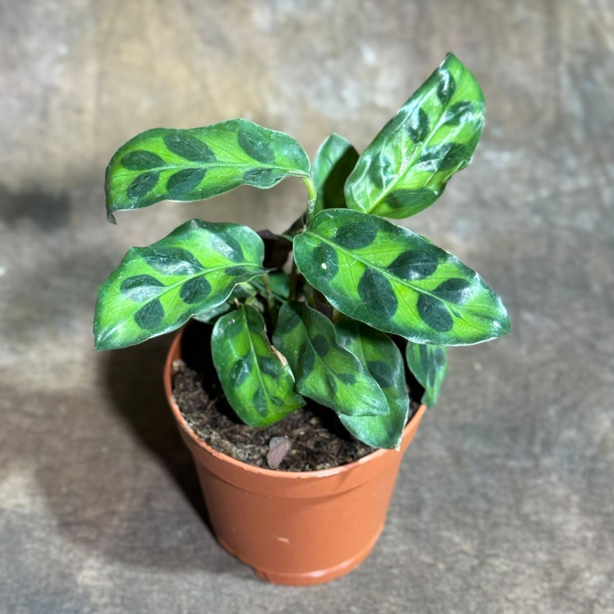 Calathea Lancifolia in a 2" Nursery Pot – Rattlesnake Plant – Live Calathea Rattlesnake Houseplant – Low Light Indoor Plant – Air Purifying Houseplant