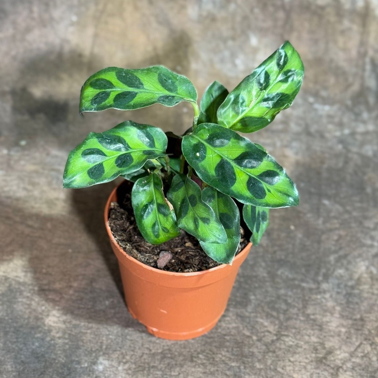 Calathea Lancifolia in a 2" Nursery Pot – Rattlesnake Plant – Live Calathea Rattlesnake Houseplant – Low Light Indoor Plant – Air Purifying Houseplant