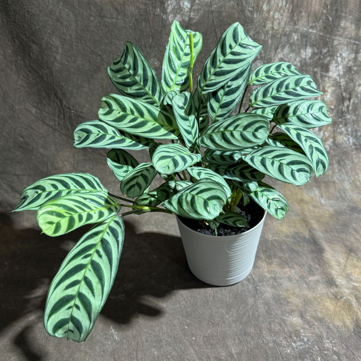 Calathea Burle Marx in a 6” Decorative Pot – Burle Marxii Houseplant – Live Fishbone Prayer Houseplant