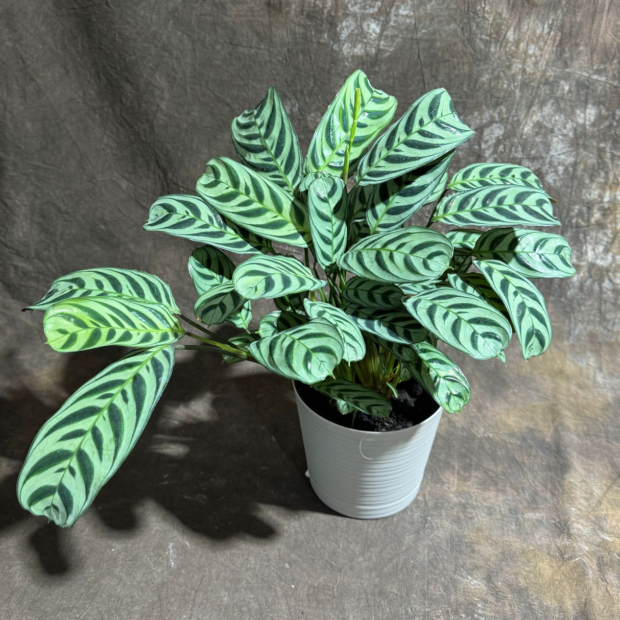 Calathea Burle Marx in a 6” Decorative Pot – Burle Marxii Houseplant – Live Fishbone Prayer Houseplant