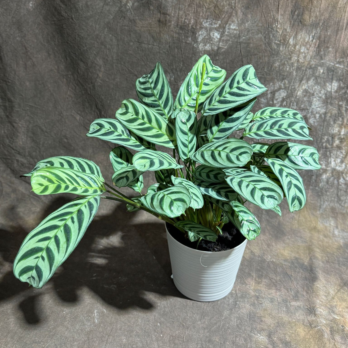 Calathea Burle Marx in a 6” Decorative Pot – Burle Marxii Houseplant – Live Fishbone Prayer Houseplant