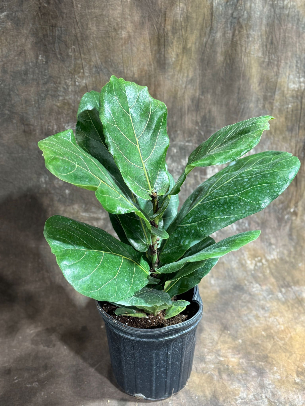 Fiddle Leaf Fig Tree in 4" Grow Pot – Live Ficus Lyrata – Indoor Fiddle Leaf Fig Plant – Easy Care Potted Fiddle Leaf Tree – Large Fig Tree for Home Décor