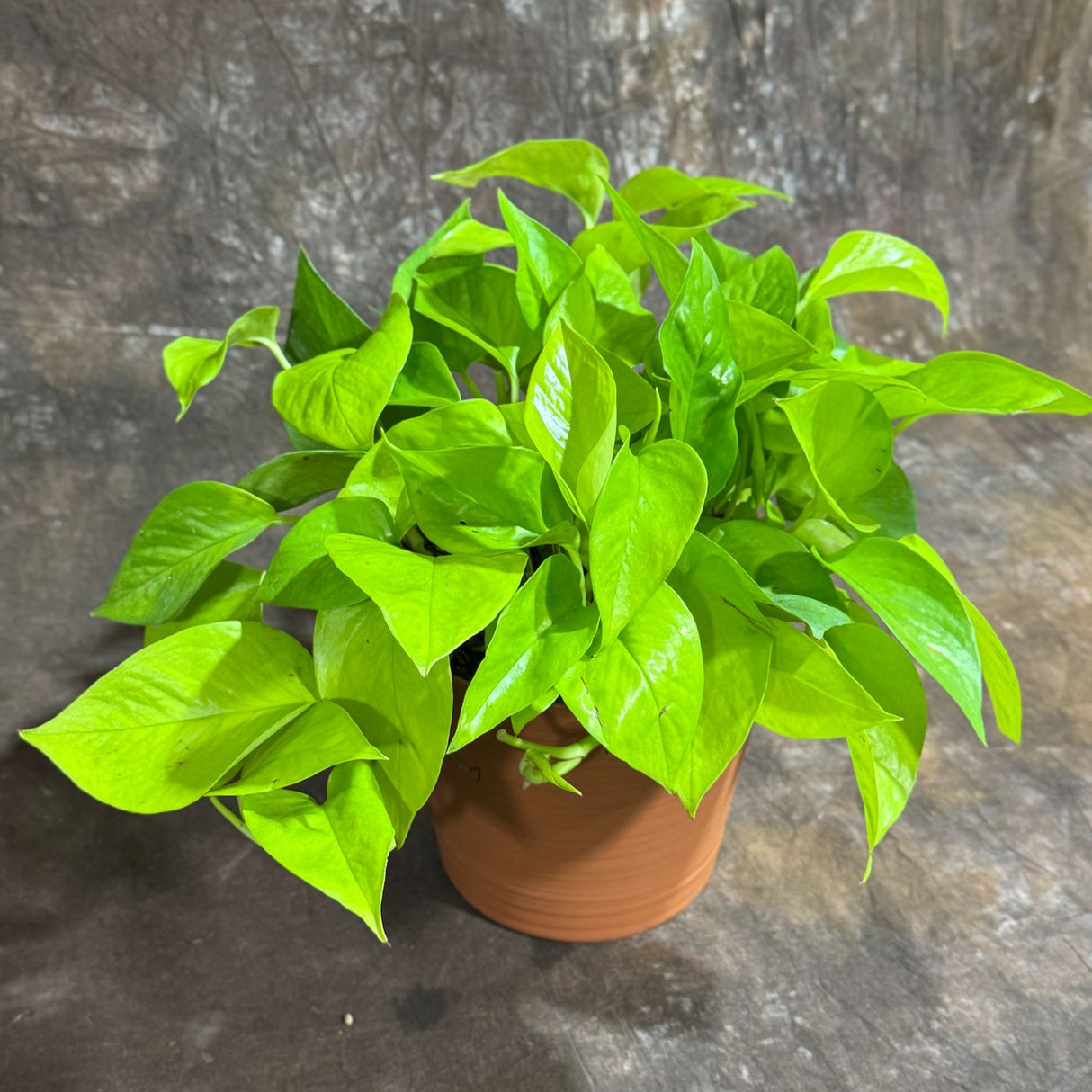 Neon Pothos in a 6" Decorative Pot – Epipremnum Pinnatum - Lime Green Pothos - Low Light Indoor Plant - Tropical Vining Plant - Trailing Houseplant