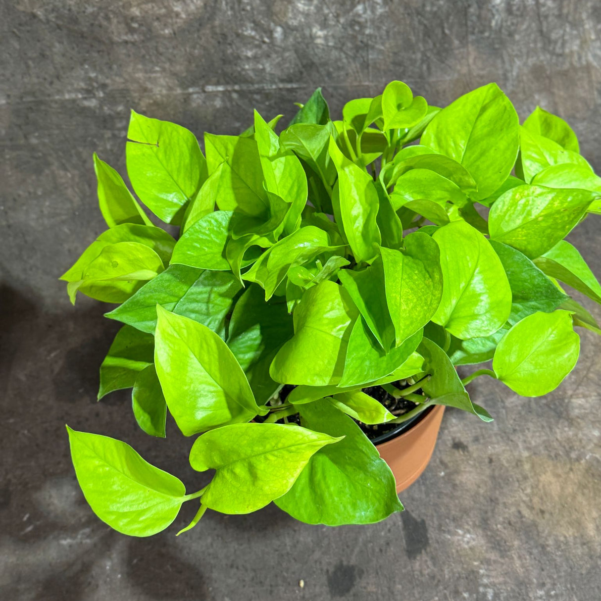 Neon Pothos in a 6" Decorative Pot – Epipremnum Pinnatum - Lime Green Pothos - Low Light Indoor Plant - Tropical Vining Plant - Trailing Houseplant