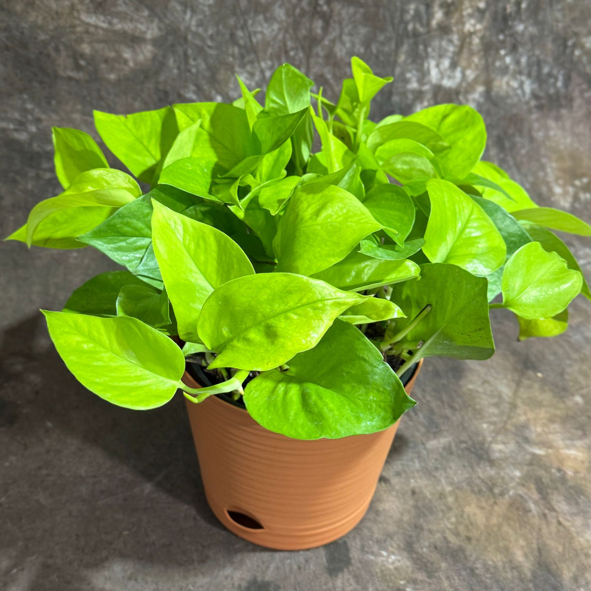 Neon Pothos in a 6" Decorative Pot – Epipremnum Pinnatum - Lime Green Pothos - Low Light Indoor Plant - Tropical Vining Plant - Trailing Houseplant