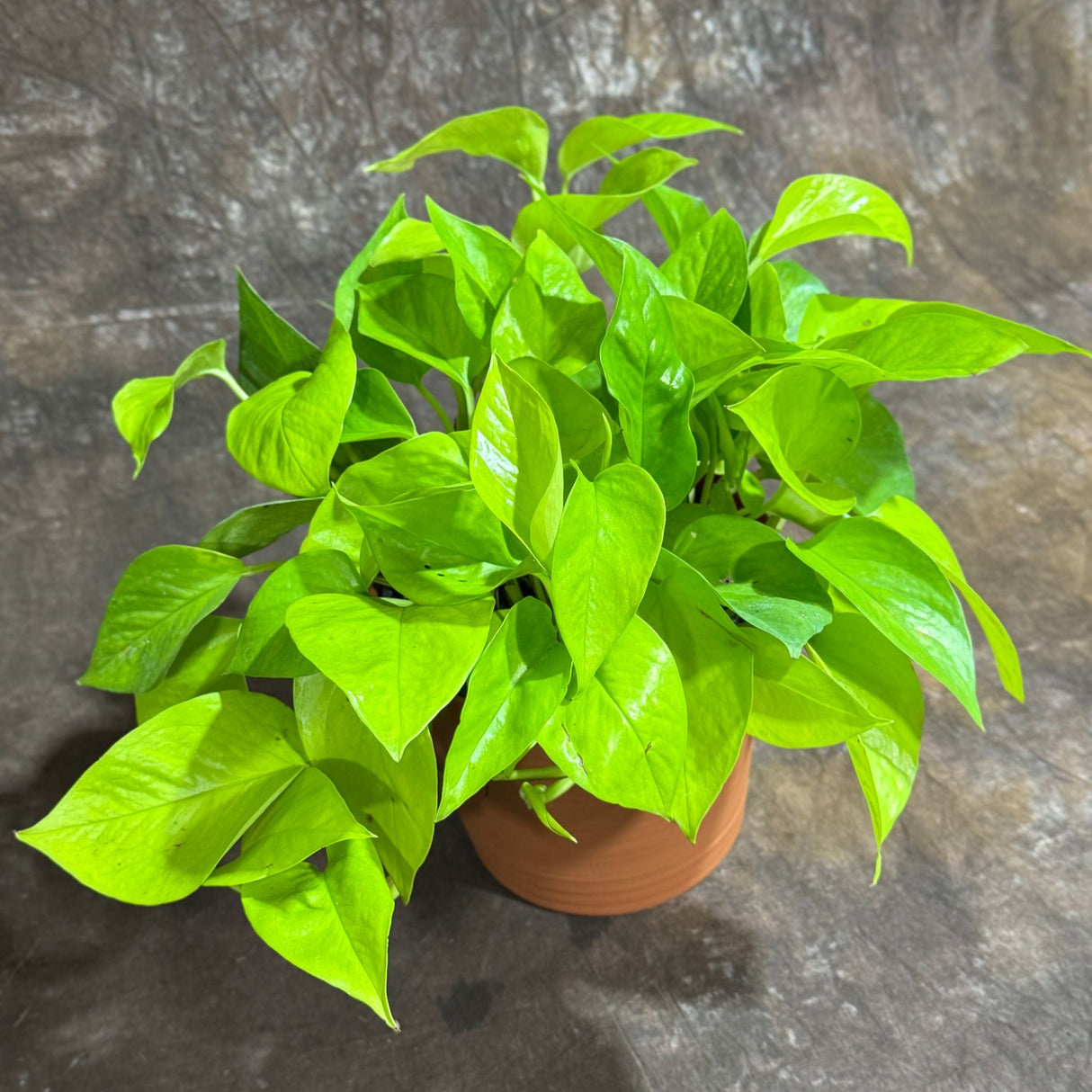 Neon Pothos in a 6" Decorative Pot – Epipremnum Pinnatum - Lime Green Pothos - Low Light Indoor Plant - Tropical Vining Plant - Trailing Houseplant
