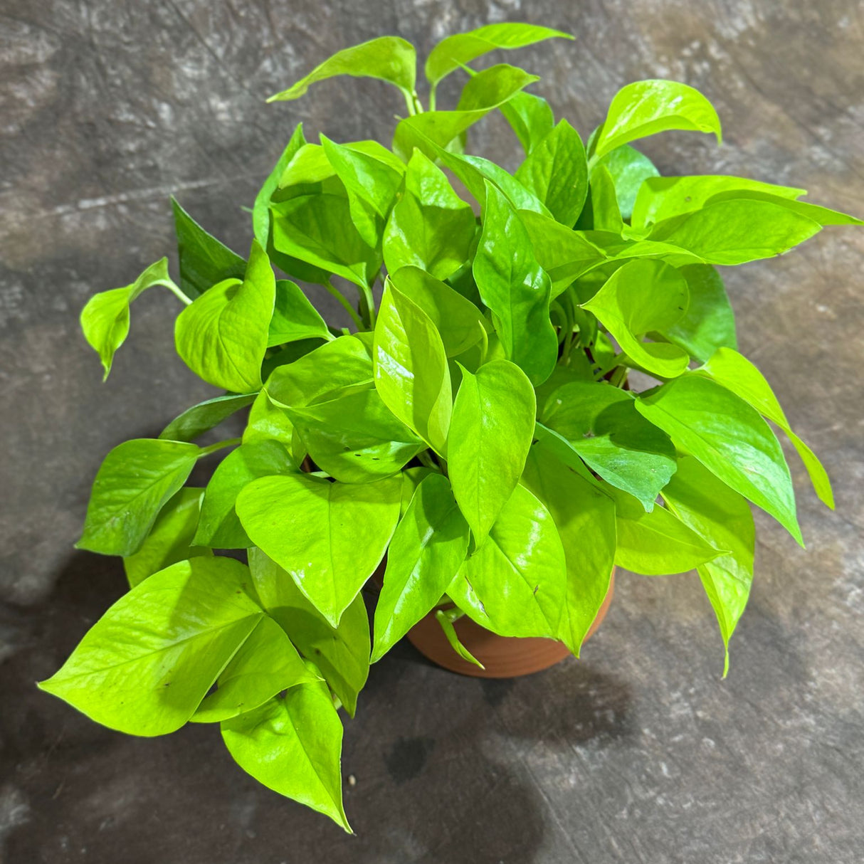 Neon Pothos in a 6" Decorative Pot – Epipremnum Pinnatum - Lime Green Pothos - Low Light Indoor Plant - Tropical Vining Plant - Trailing Houseplant