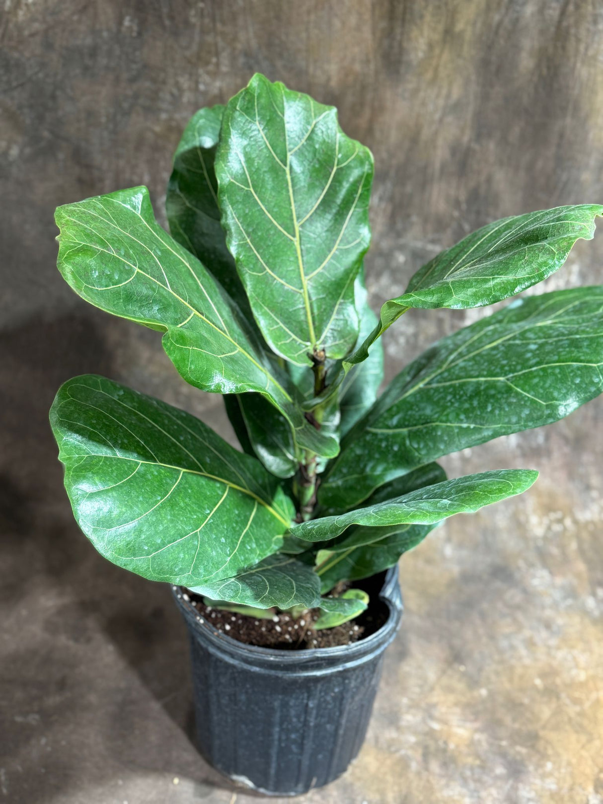 Fiddle Leaf Fig Tree in 4" Grow Pot – Live Ficus Lyrata – Indoor Fiddle Leaf Fig Plant – Easy Care Potted Fiddle Leaf Tree – Large Fig Tree for Home Décor