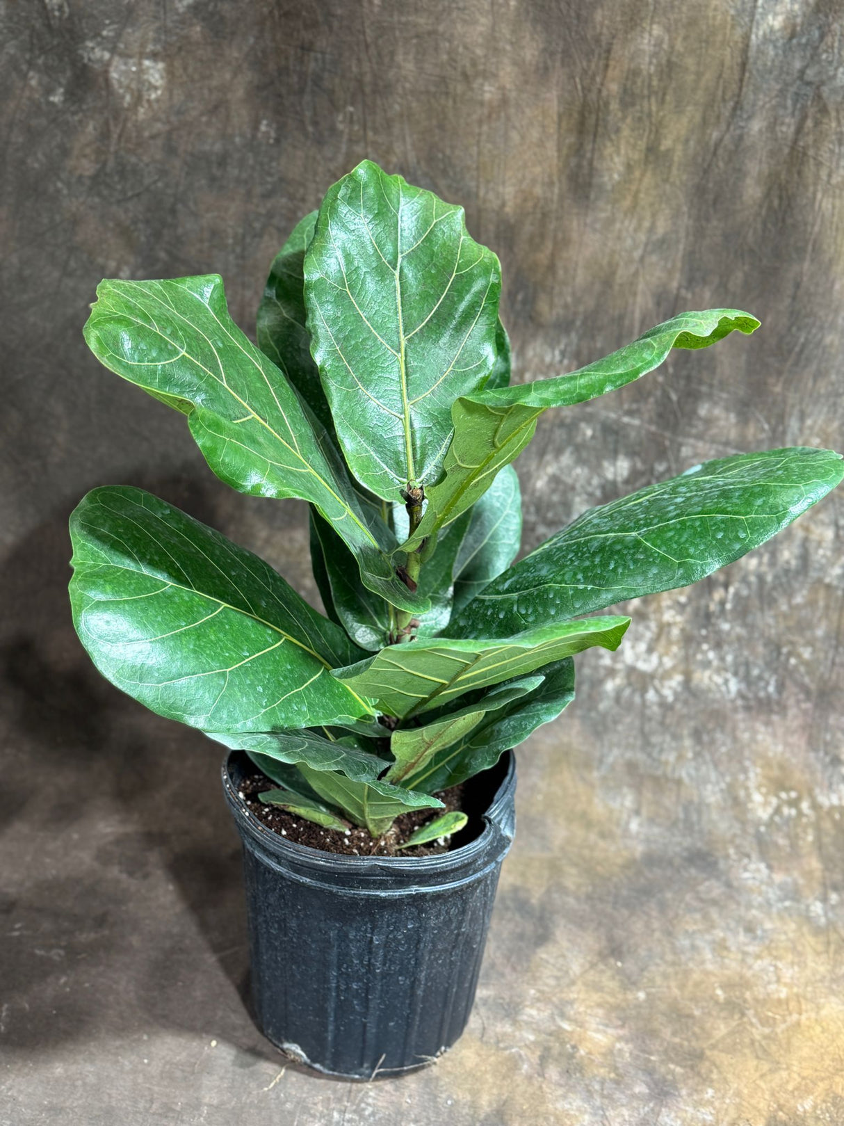 Fiddle Leaf Fig Tree in 4" Grow Pot – Live Ficus Lyrata – Indoor Fiddle Leaf Fig Plant – Easy Care Potted Fiddle Leaf Tree – Large Fig Tree for Home Décor