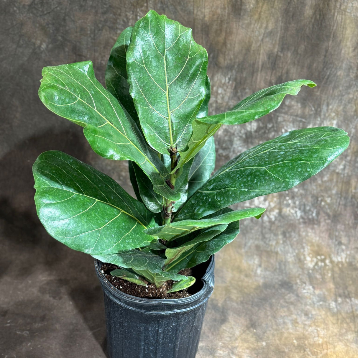 Fiddle Leaf Fig Tree in 4" Grow Pot – Live Ficus Lyrata – Indoor Fiddle Leaf Fig Plant – Easy Care Potted Fiddle Leaf Tree – Large Fig Tree for Home Décor