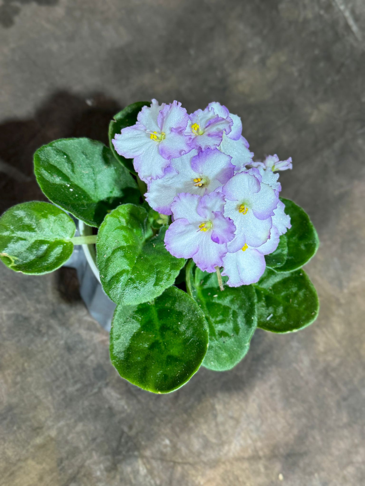 African Violet White in 4” Ceramic Cup - Saintpaulia Ionantha - White Indoor Blooming Flower Plant