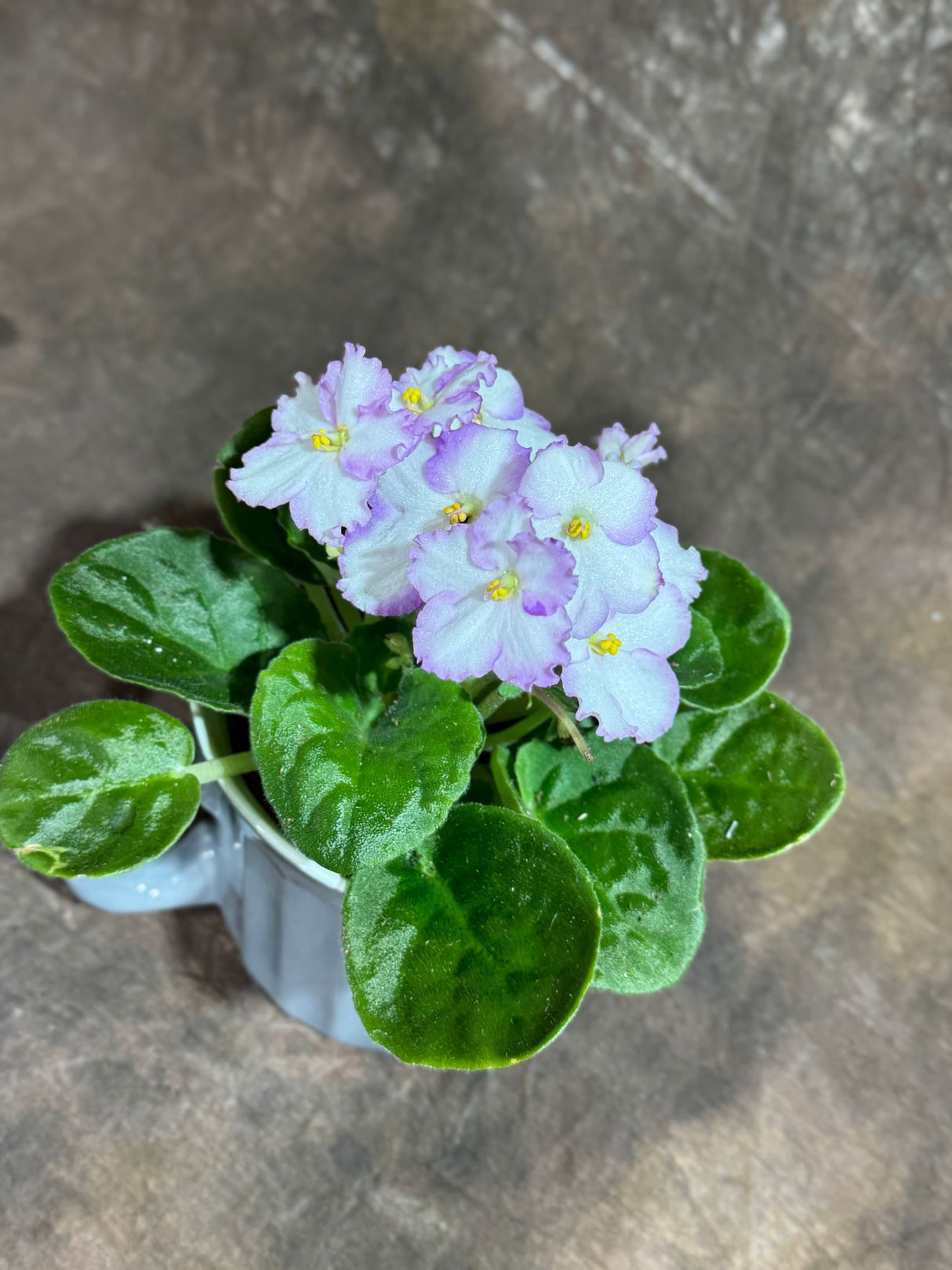 African Violet White in 4” Ceramic Cup - Saintpaulia Ionantha - White Indoor Blooming Flower Plant