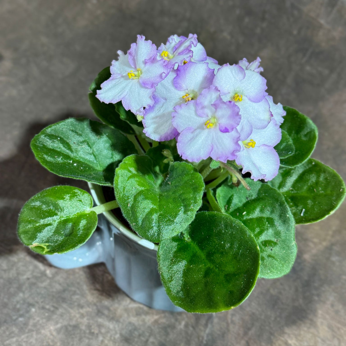 African Violet White in 4” Ceramic Cup - Saintpaulia Ionantha - White Indoor Blooming Flower Plant