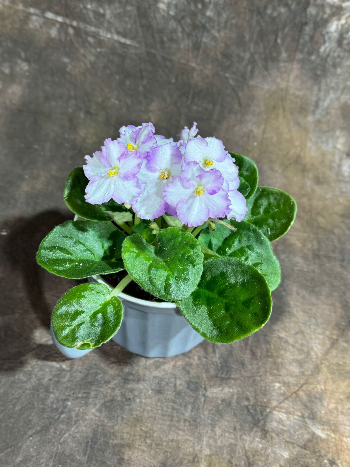 African Violet White in 4” Ceramic Cup - Saintpaulia Ionantha - White Indoor Blooming Flower Plant