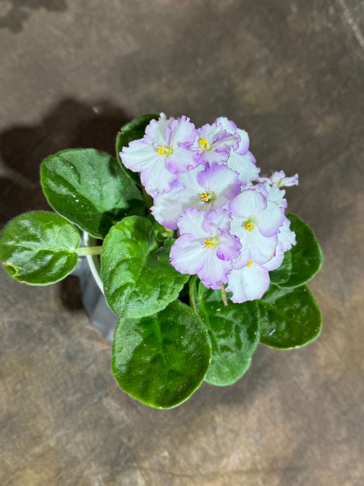 African Violet White in 4” Ceramic Cup - Saintpaulia Ionantha - White Indoor Blooming Flower Plant