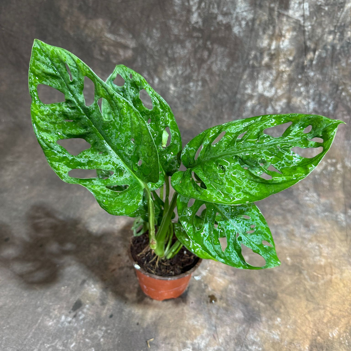 monstera adansonii pot Monstera Adansonii in a 4" Grow Pot – Swiss Cheese Plant – Live Indoor – PlantVers Houseplants