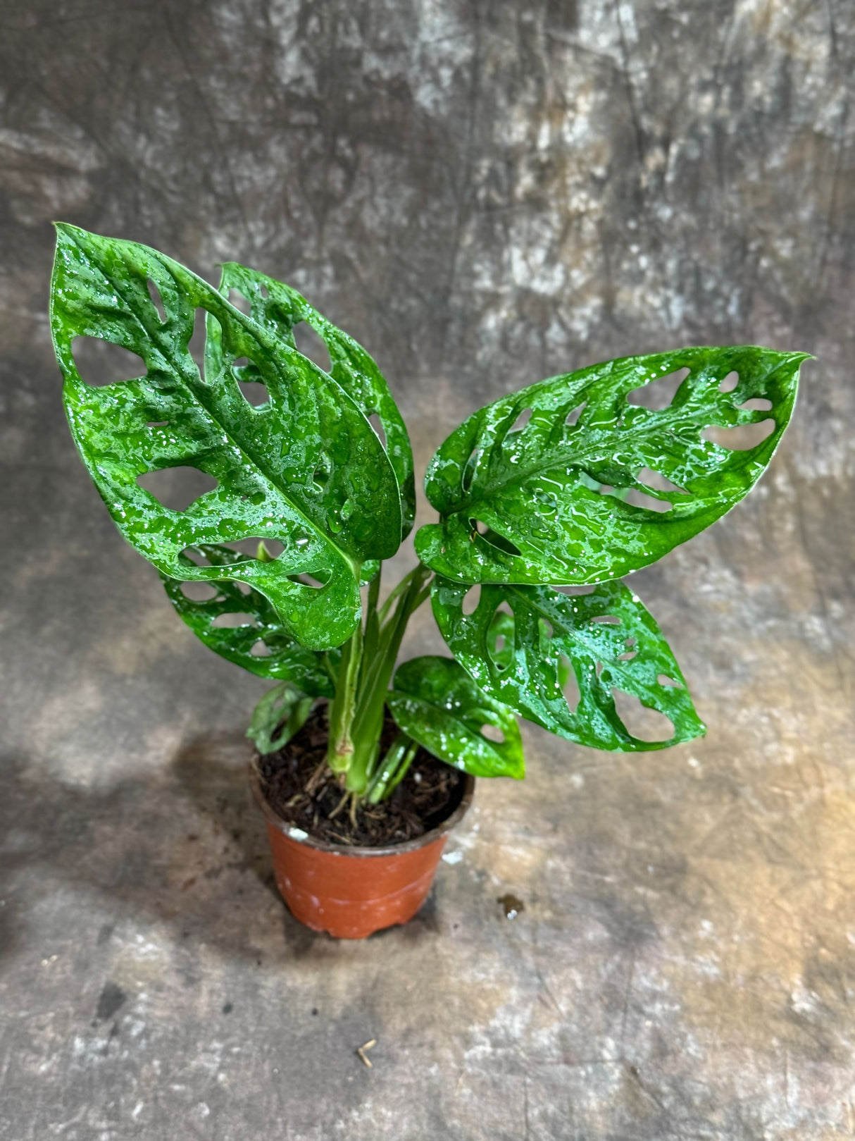 Monstera Adansonii in a 4" Grow Pot – Swiss Cheese Plant – Live Indoor Plant