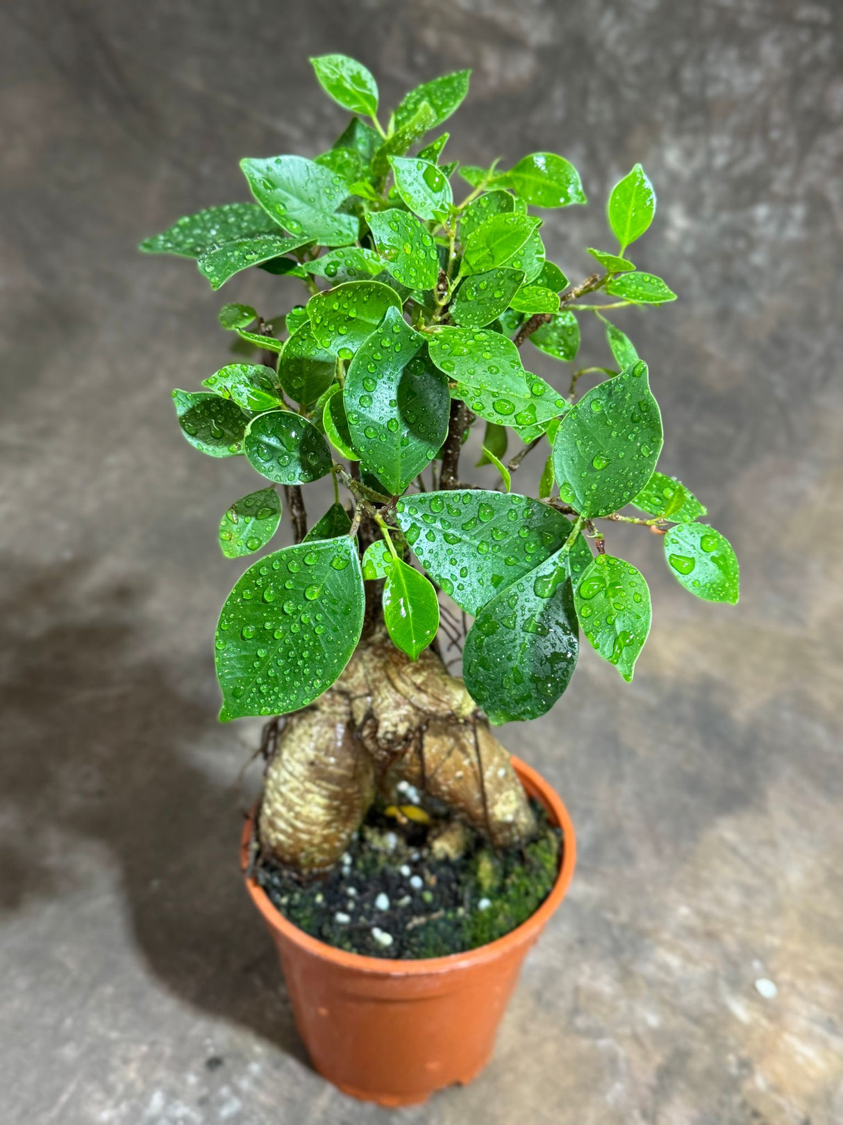 Bonsai Ginseng in 4" Grow Pot – Ficus Macrocarpa – Bonsaificus – Live Indoor Bonsai Tree – Easy Care Houseplant – Dwarf Ficus Plant for Home or Office Décor