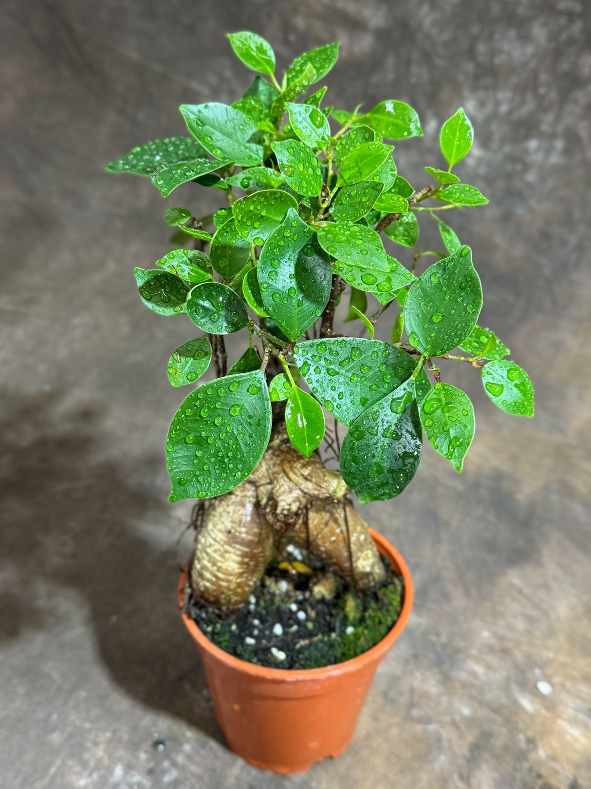 Bonsai Ginseng in 4" Grow Pot – Ficus Macrocarpa – Bonsaificus – Live Indoor Bonsai Tree – Easy Care Houseplant – Dwarf Ficus Plant for Home or Office Décor