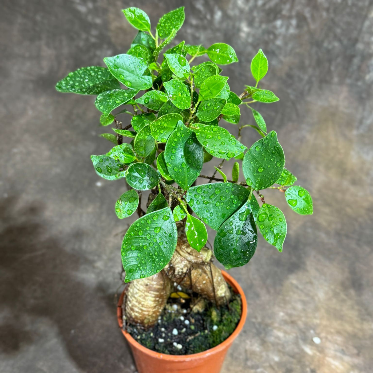 Bonsai Ginseng in 4" Grow Pot – Ficus Macrocarpa – Bonsaificus – Live Indoor Bonsai Tree – Easy Care Houseplant – Dwarf Ficus Plant for Home or Office Décor