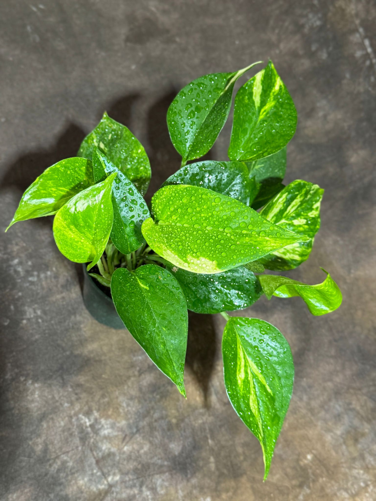 Golden Pothos in a 4" Grow Pot – Epipremnum Aureum – Live Vining Indoor Plant – Tropical Air Purifying Plant – Low Maintenance Trailing Houseplant