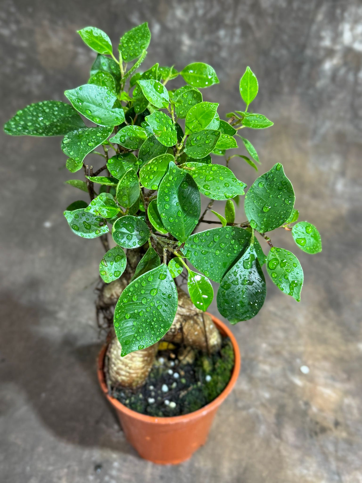 Bonsai Ginseng in 4" Grow Pot – Ficus Macrocarpa – Bonsaificus – Live Indoor Bonsai Tree – Easy Care Houseplant – Dwarf Ficus Plant for Home or Office Décor