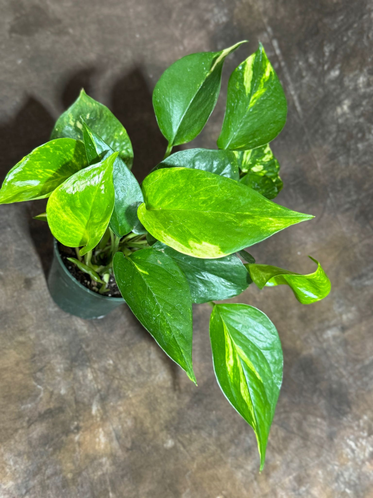 Golden Pothos in a 4" Grow Pot – Epipremnum Aureum – Live Vining Indoor Plant – Tropical Air Purifying Plant – Low Maintenance Trailing Houseplant