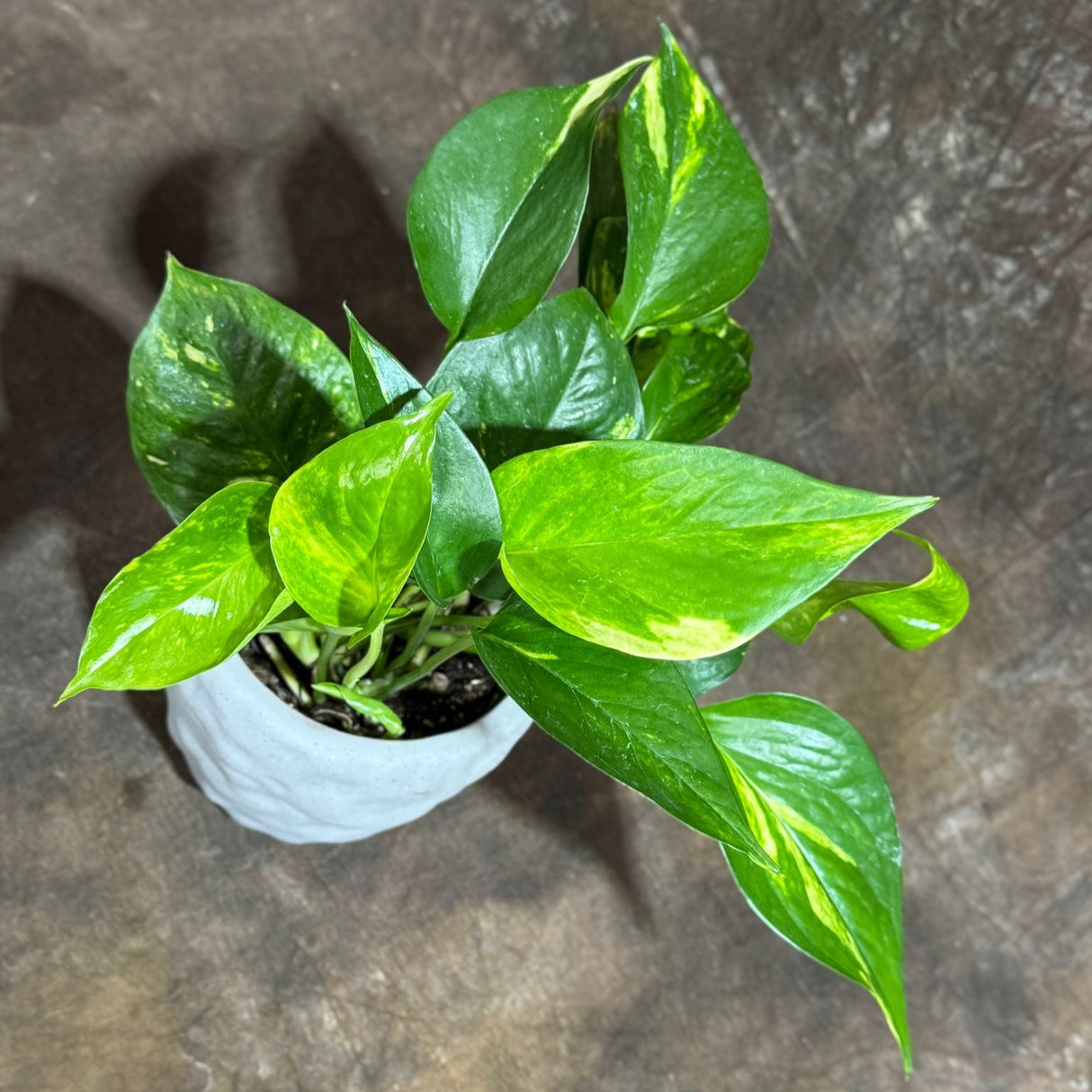 Golden Pothos in a 4" Grow Pot – Epipremnum Aureum – Live Vining Indoor Plant – Tropical Air Purifying Plant – Low Maintenance Trailing Houseplant