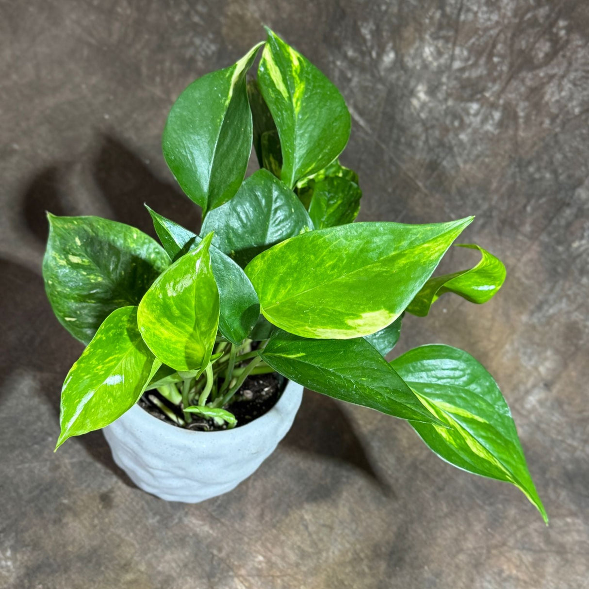 Golden Pothos in a 4" Grow Pot – Epipremnum Aureum – Live Vining Indoor Plant – Tropical Air Purifying Plant – Low Maintenance Trailing Houseplant