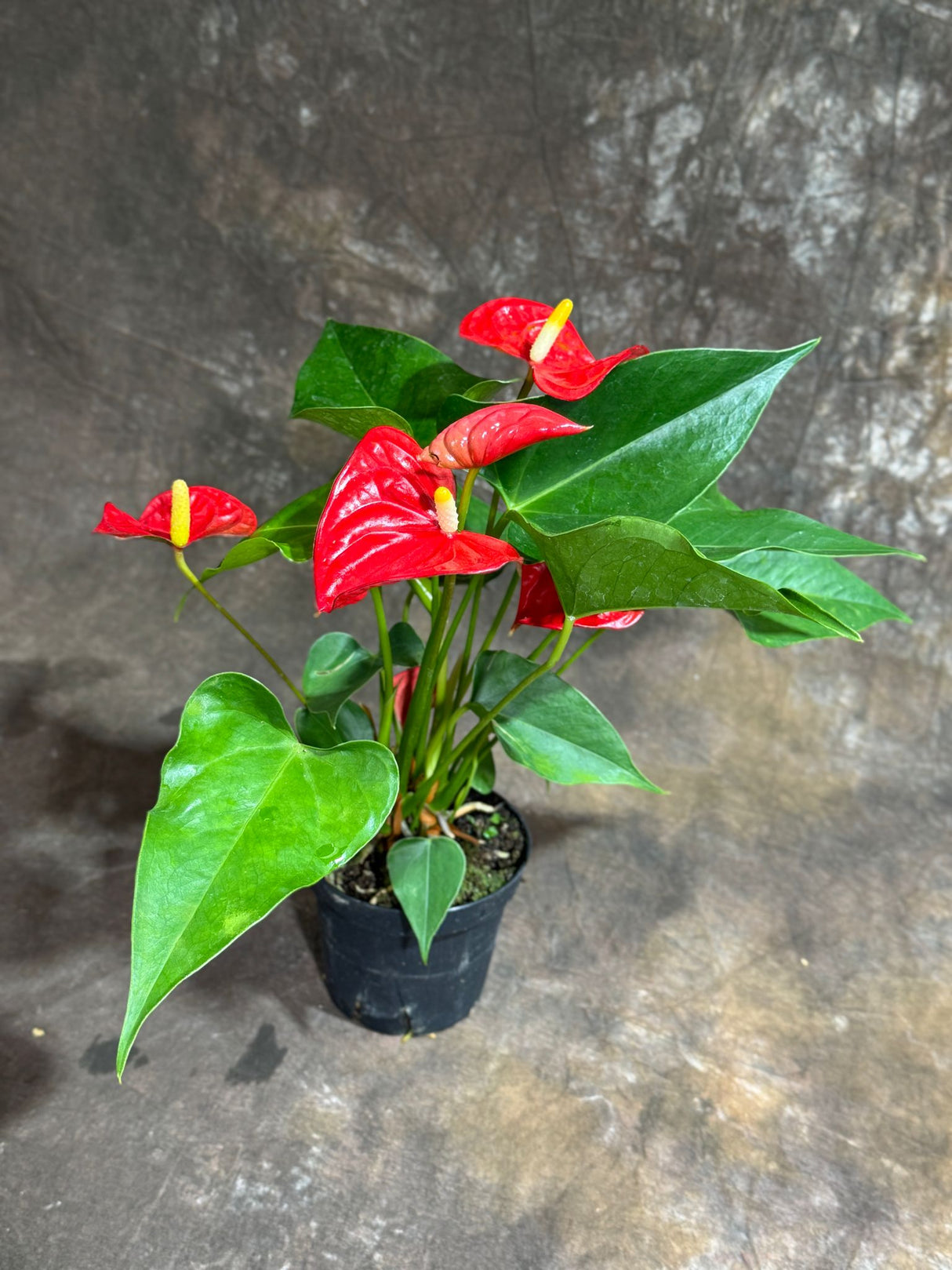 Red Anthurium in a 4" Grow Pot – Live Flamingo Flower Plant – Anthurium Andraeanum