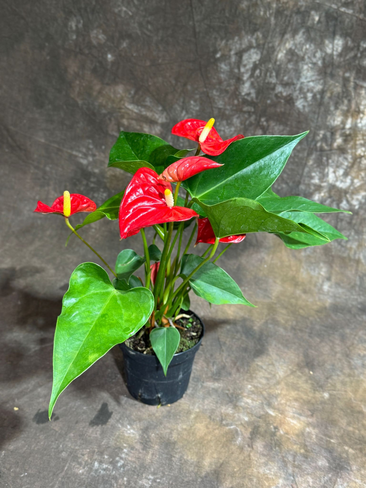Red Anthurium in a 4" Grow Pot – Live Flamingo Flower Plant – Anthurium Andraeanum