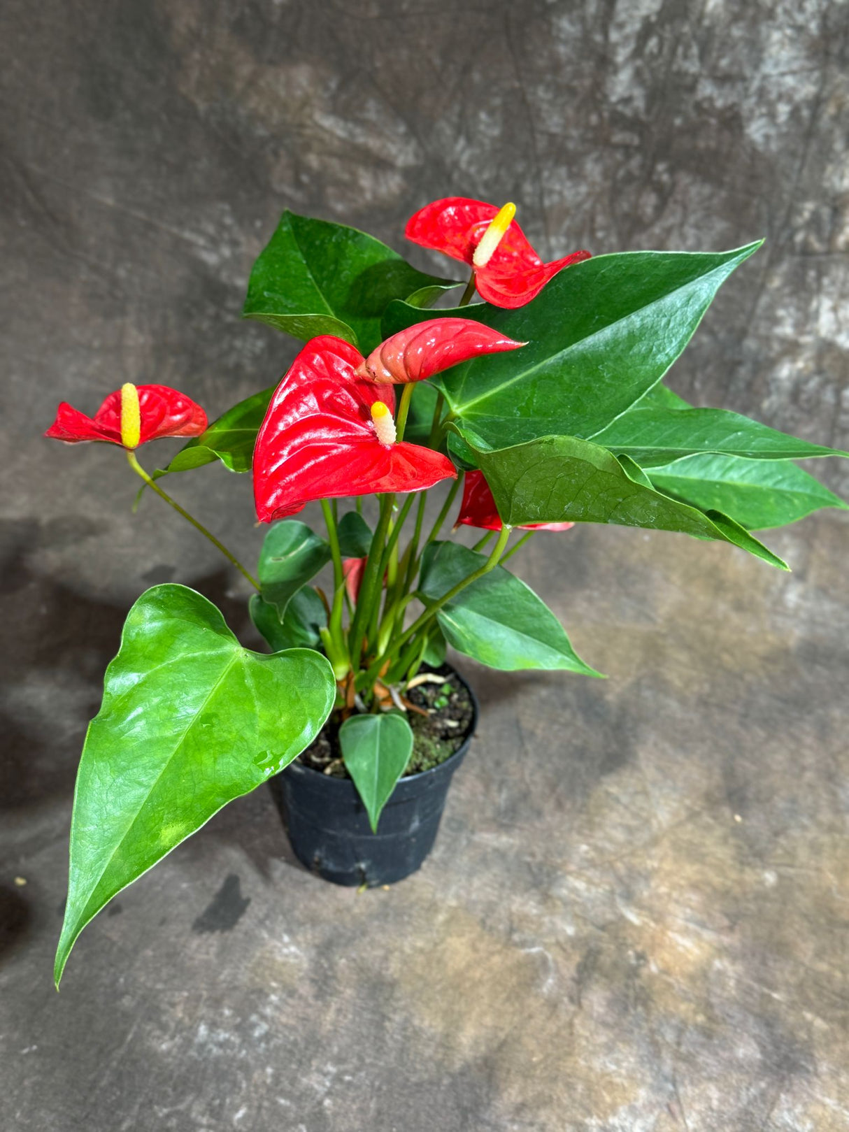 Red Anthurium in a 4" Grow Pot – Live Flamingo Flower Plant – Anthurium Andraeanum