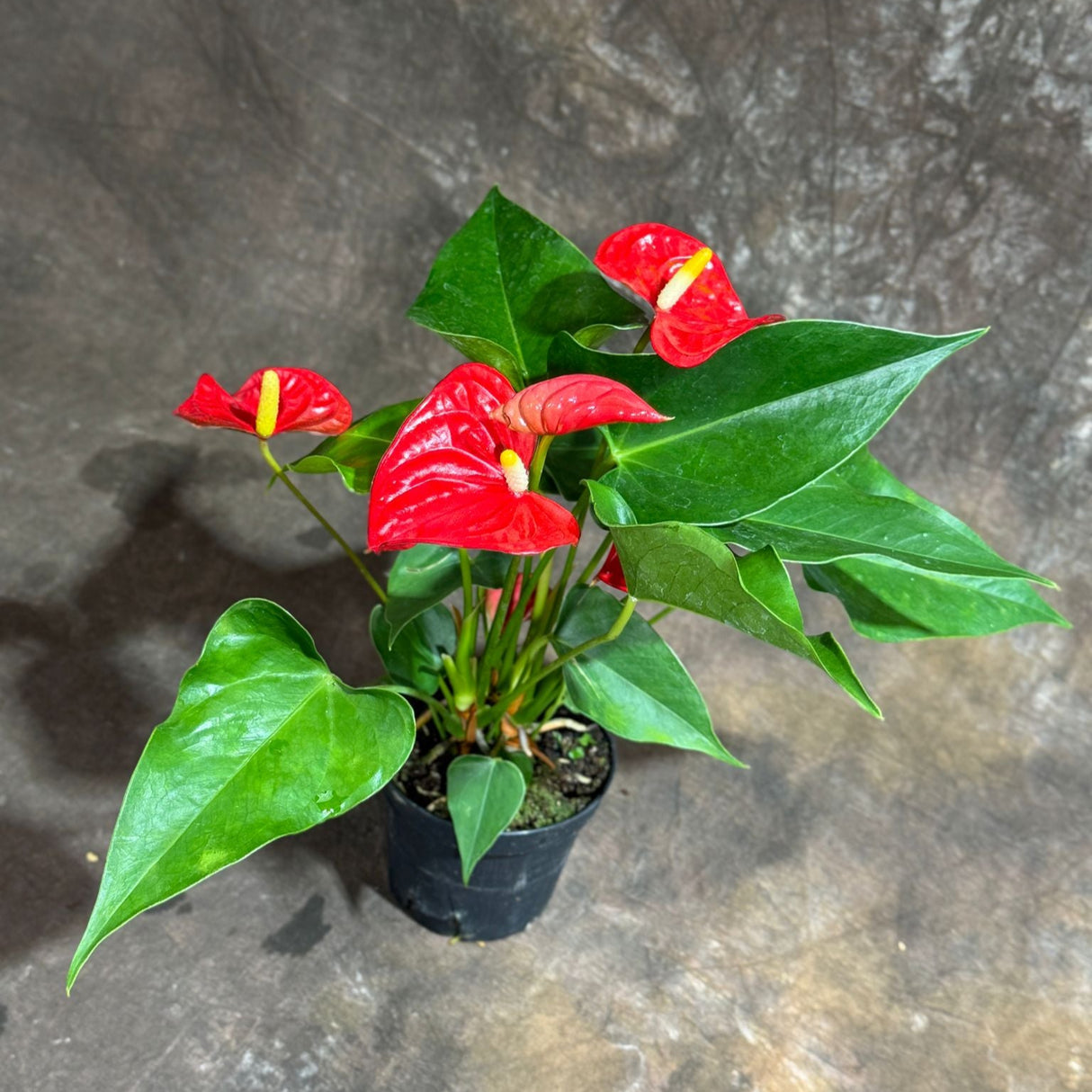 Red Anthurium in a 4" Grow Pot – Live Flamingo Flower Plant – Anthurium Andraeanum