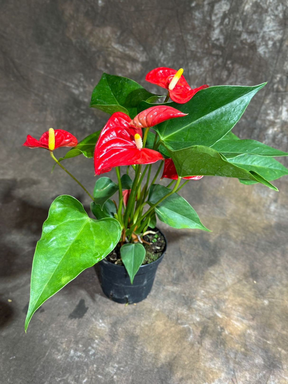 Red Anthurium in a 4" Grow Pot – Live Flamingo Flower Plant – Anthurium Andraeanum