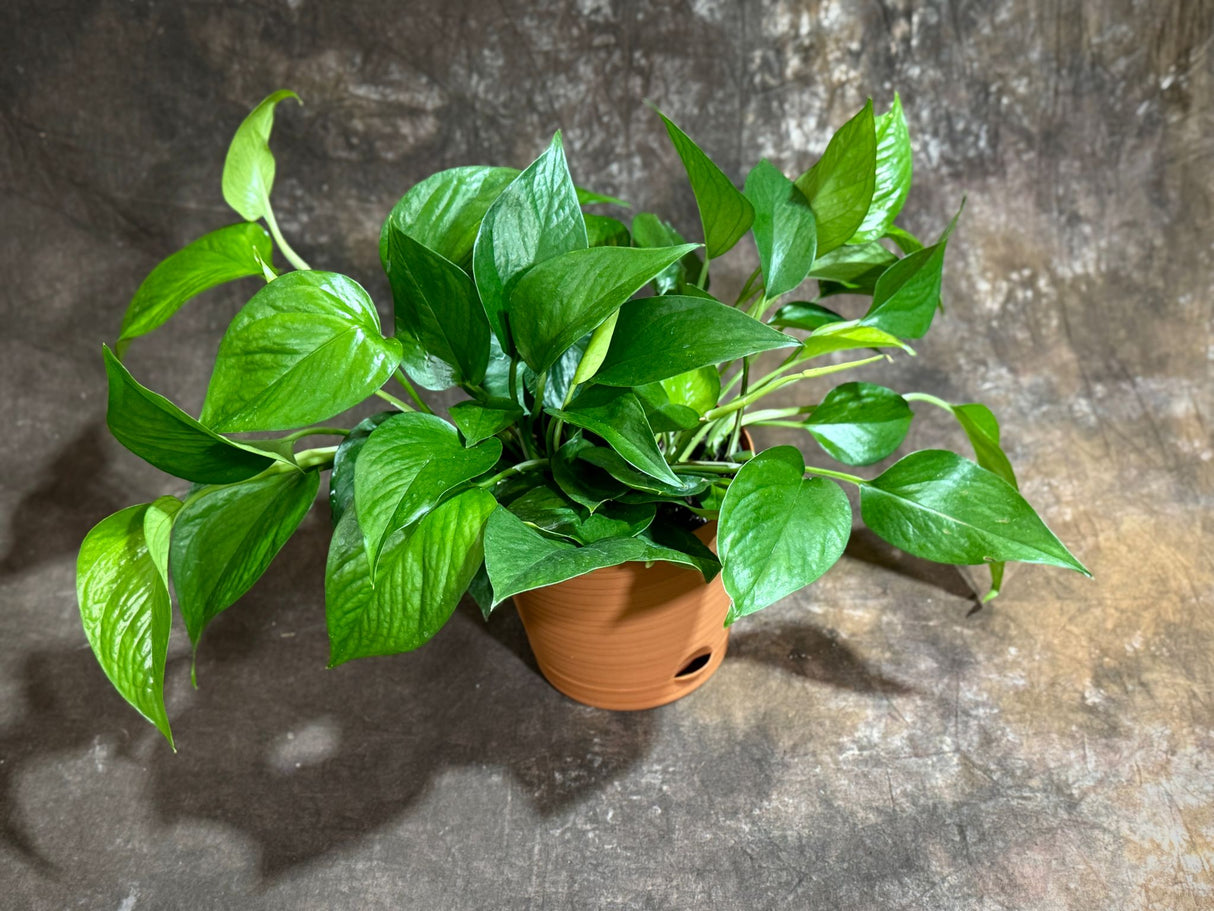 Jade Pothos in 6" Decorative Pot – Epipremnum Aureum Jade – Live Indoor Pothos Plant – Easy Care Hanging Plant – Low Light Houseplant - Air-purifying Plant
