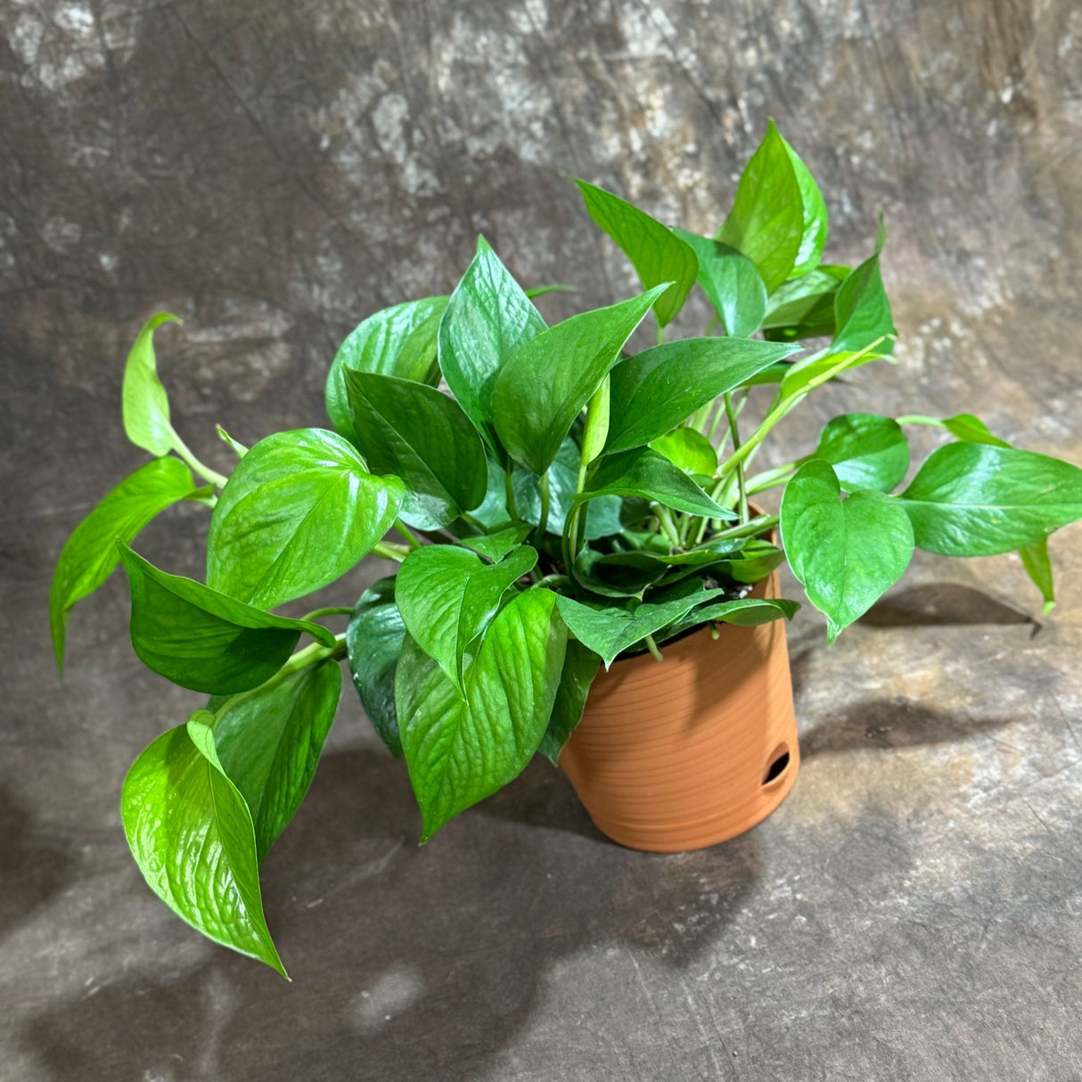 Jade Pothos in 6" Decorative Pot – Epipremnum Aureum Jade – Live Indoor Pothos Plant – Easy Care Hanging Plant – Low Light Houseplant - Air-purifying Plant
