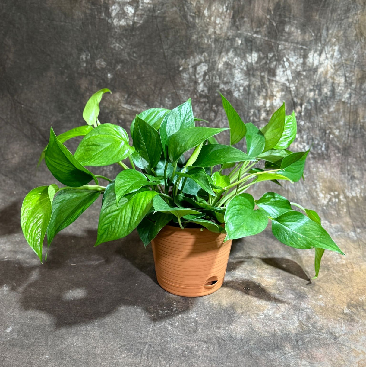 Jade Pothos in 6" Decorative Pot – Epipremnum Aureum Jade – Live Indoor Pothos Plant – Easy Care Hanging Plant – Low Light Houseplant - Air-purifying Plant