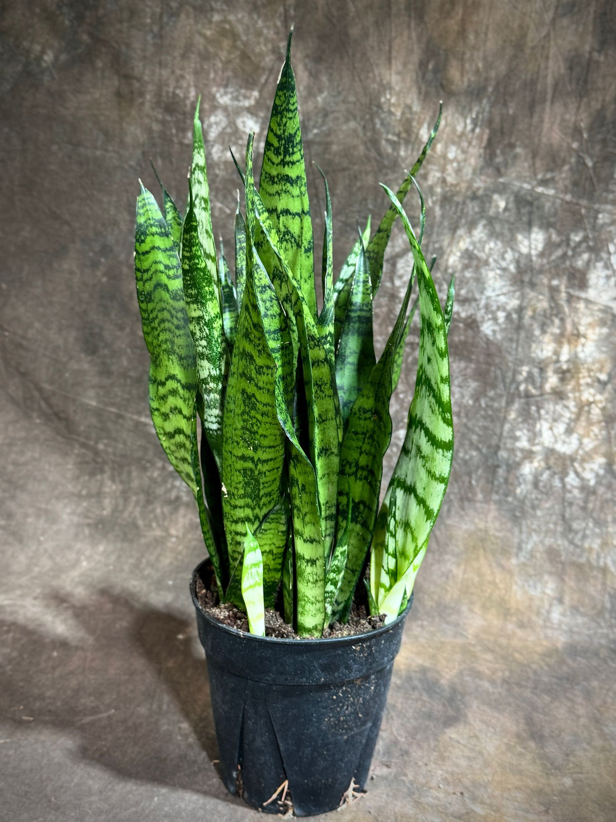 Sansevieria Zeylanica 6” Grow Pot - Green Snake Plant - Mother-in-Law's Tongue - Hardy Indoor Low Light Plants