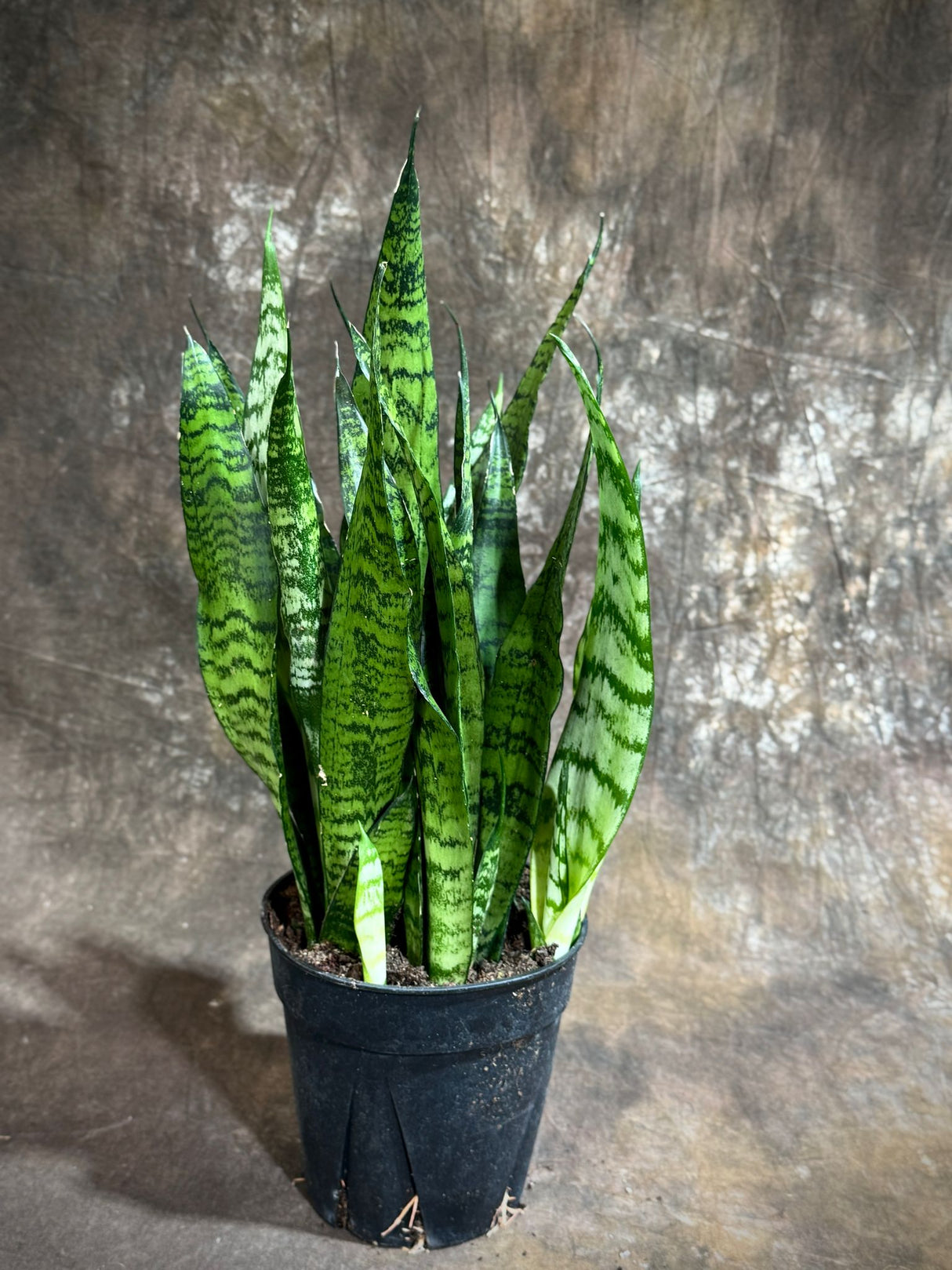 Sansevieria Zeylanica 6” Grow Pot - Green Snake Plant - Mother-in-Law's Tongue - Hardy Indoor Low Light Plants