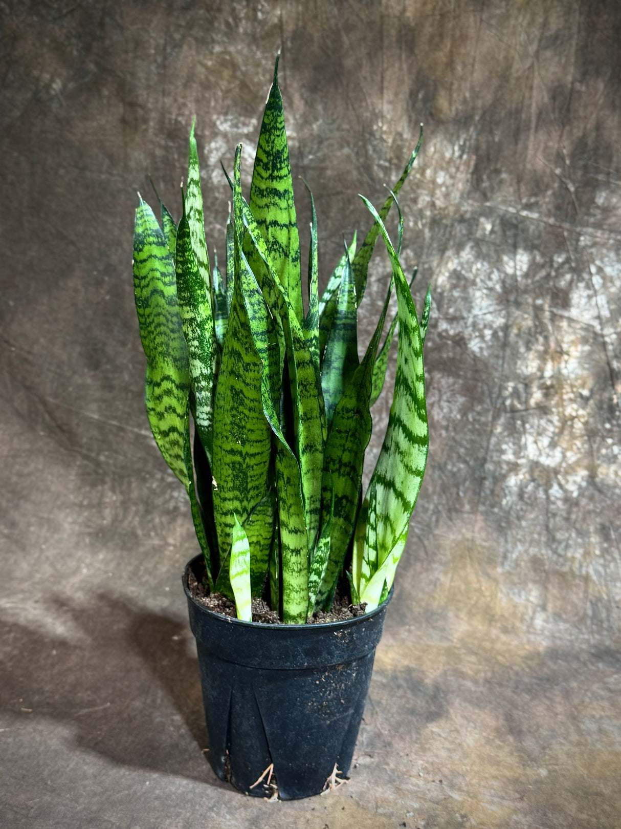 Sansevieria Zeylanica 6” Grow Pot - Green Snake Plant - Mother-in-Law's Tongue - Hardy Indoor Low Light Plants