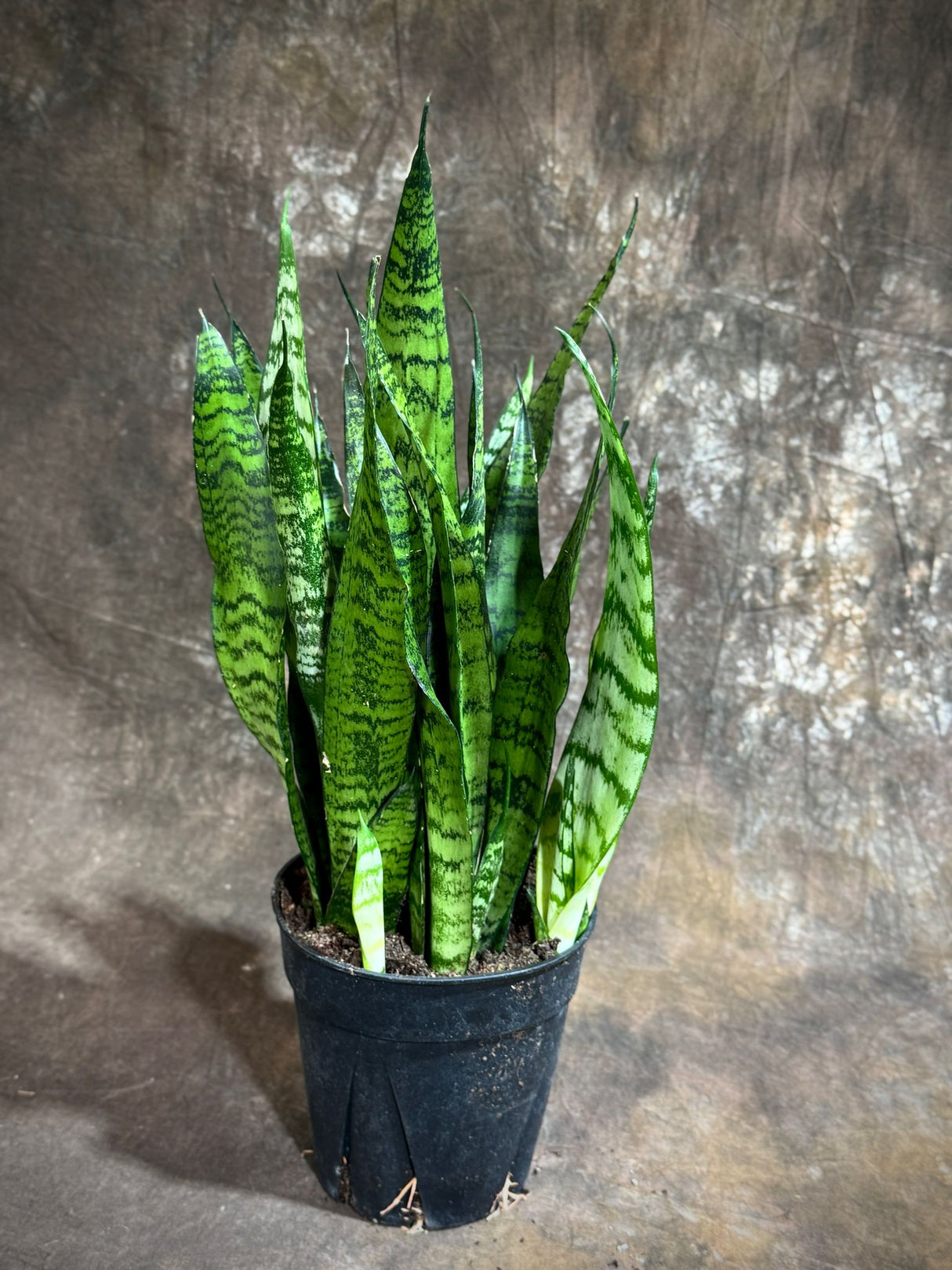 Sansevieria Zeylanica 6” Grow Pot - Green Snake Plant - Mother-in-Law's Tongue - Hardy Indoor Low Light Plants