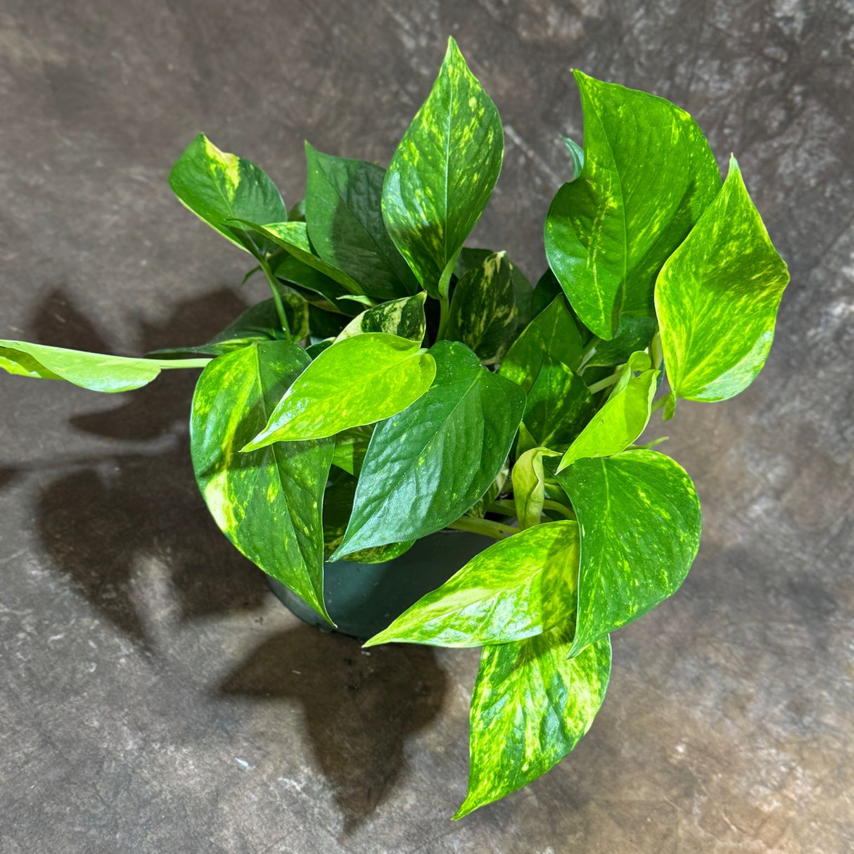 Golden Pothos in 4" Grow Pot – Epipremnum Aureum – Vining Houseplant – Air-Purifying Plant – Easy Care Hanging Pothos – Indoor Climbing Vine Plant
