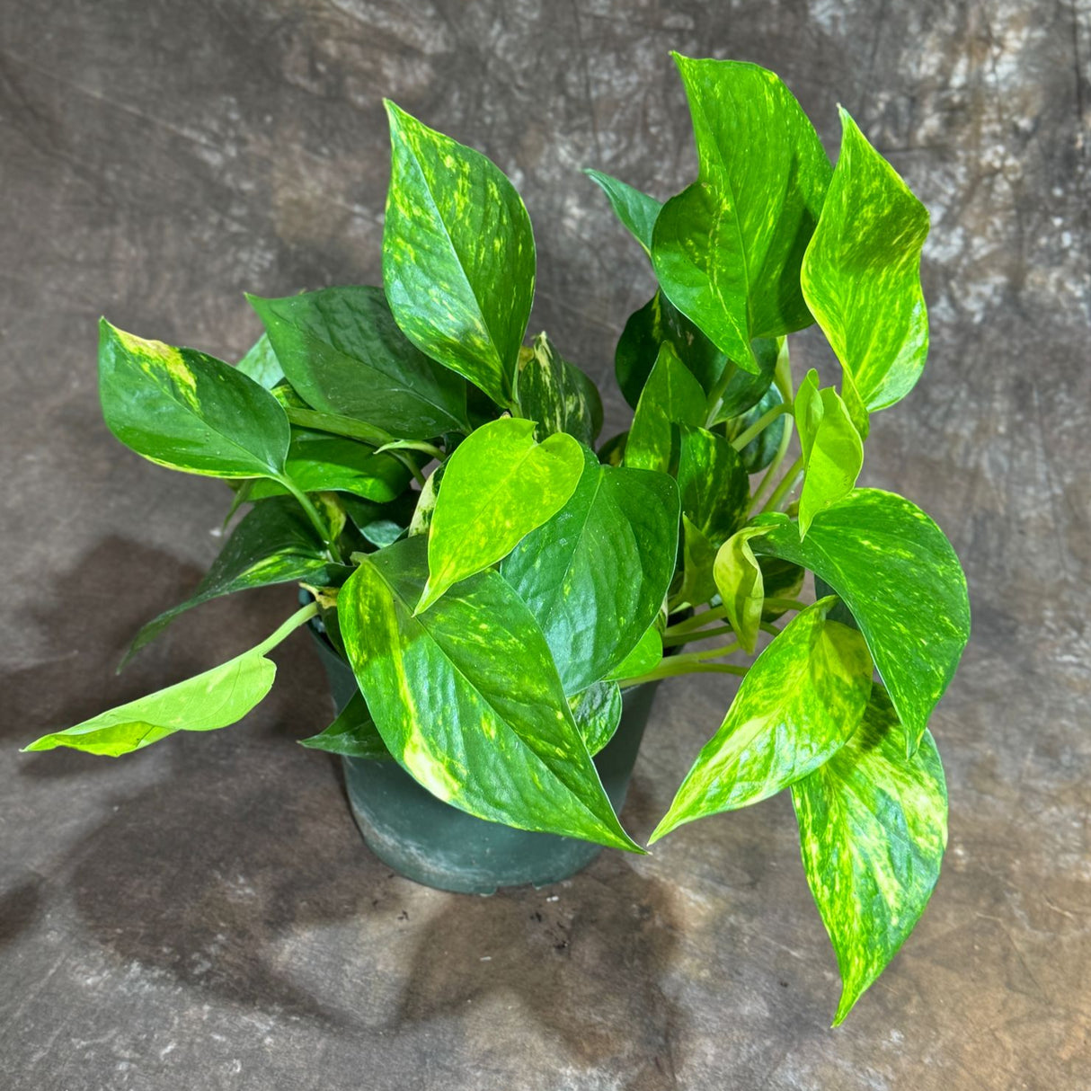 Golden Pothos in 4" Grow Pot – Epipremnum Aureum – Vining Houseplant – Air-Purifying Plant – Easy Care Hanging Pothos – Indoor Climbing Vine Plant